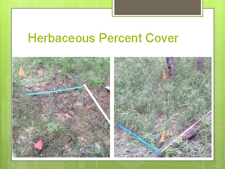 Herbaceous Percent Cover Herbaceous Percent Cover