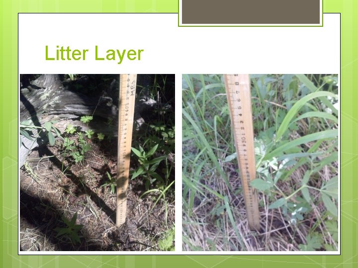 Litter Layer Litter Layer