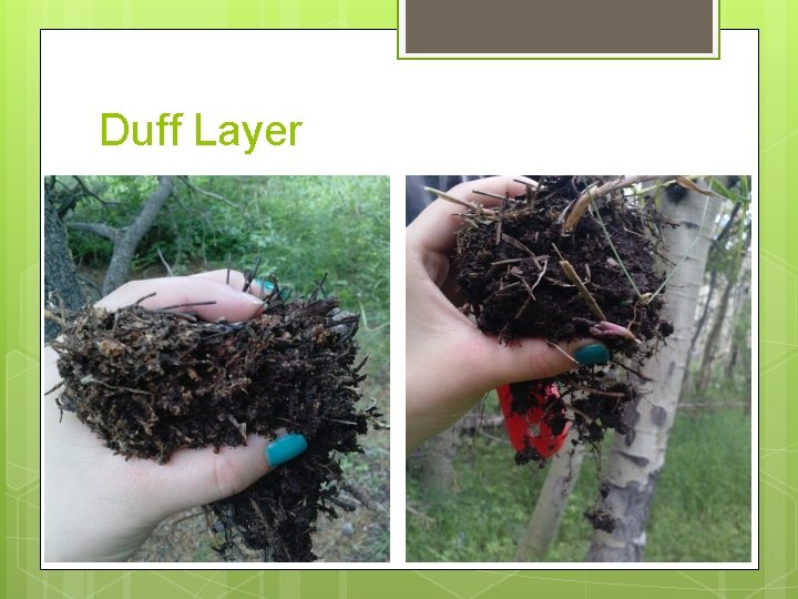 Duff Layer Duff Layer