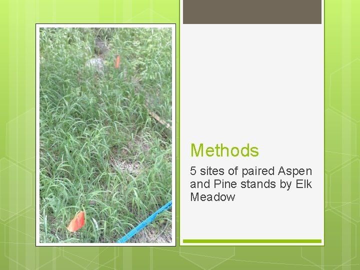 Methods 5 sites of paired Aspen and Pine stands by Elk Meadow Methods 5 sites of paired Aspen and Pine stands by Elk Meadow