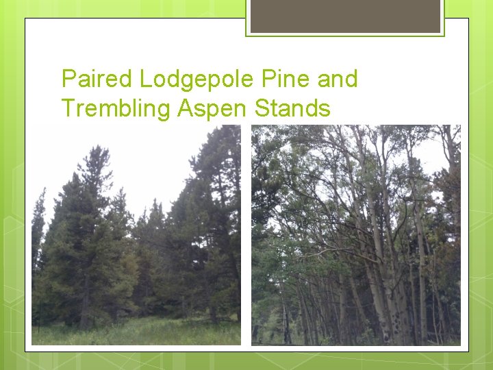 Paired Lodgepole Pine and Trembling Aspen Stands Paired Lodgepole Pine and Trembling Aspen Stands