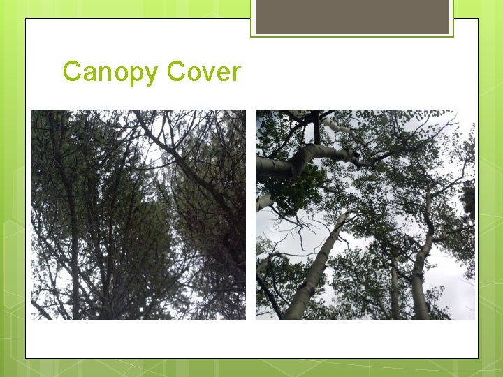 Canopy Cover Canopy Cover
