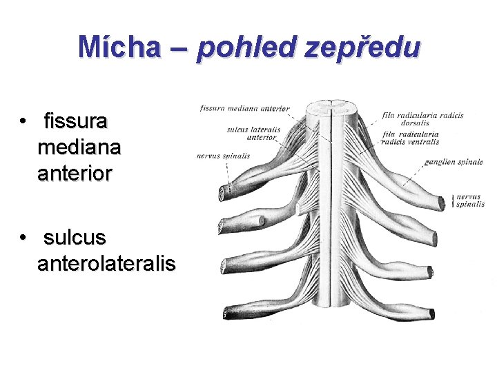Mícha – pohled zepředu • fissura mediana anterior • sulcus anterolateralis 