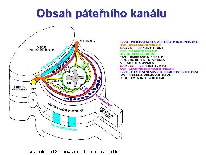 Obsah páteřního kanálu http: //anatomie. lf 3. cuni. cz/prezentace_topografie. htm 