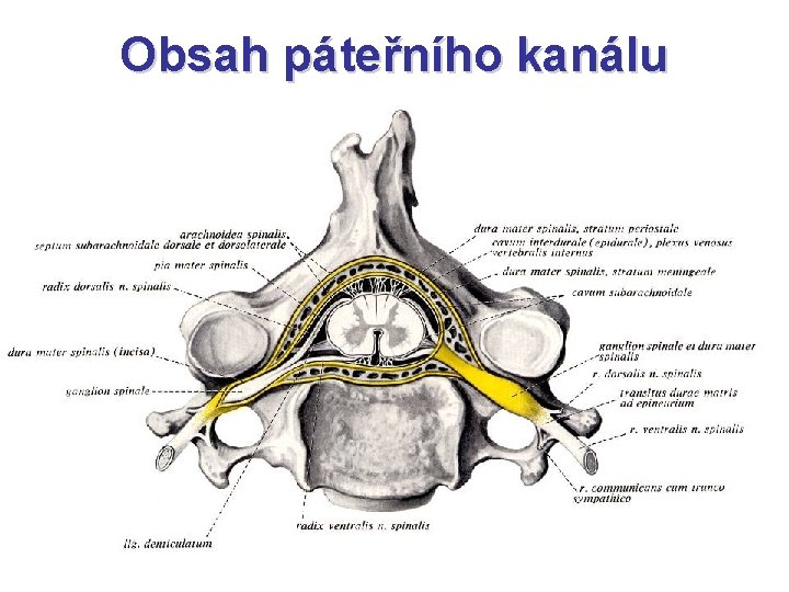 Obsah páteřního kanálu 