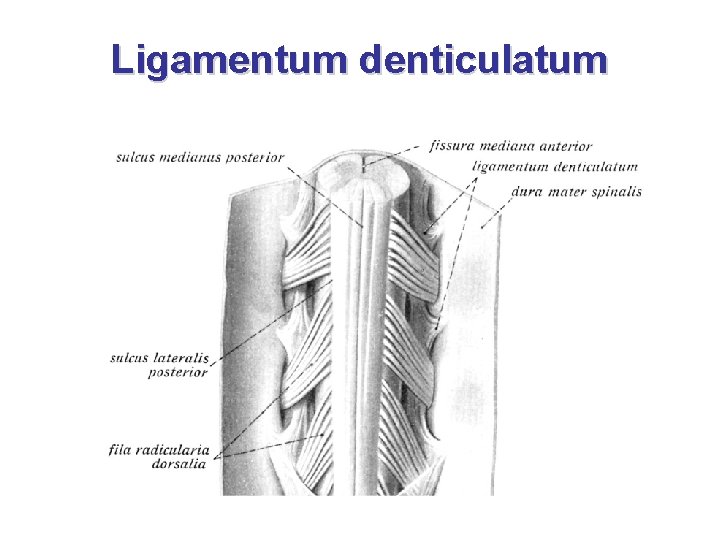 Ligamentum denticulatum 