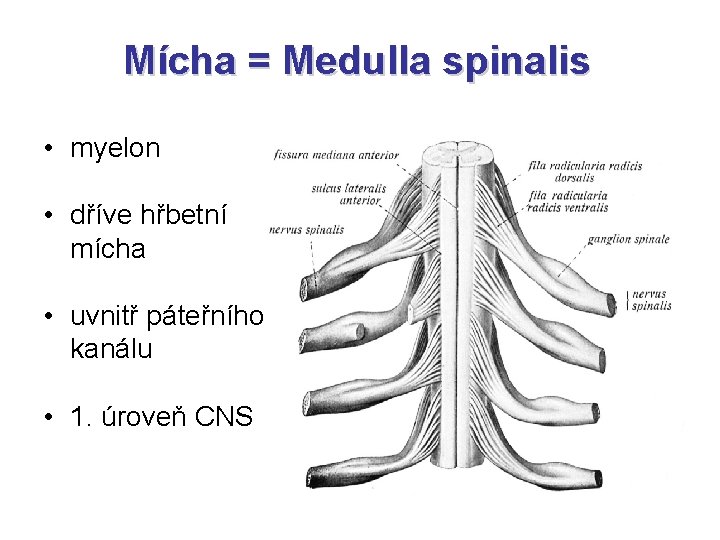 Mícha = Medulla spinalis • myelon • dříve hřbetní mícha • uvnitř páteřního kanálu