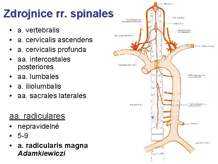 Zdrojnice rr. spinales • • a. vertebralis a. cervicalis ascendens a. cervicalis profunda aa.