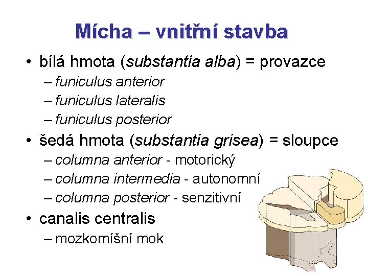 Mícha – vnitřní stavba • bílá hmota (substantia alba) = provazce – funiculus anterior