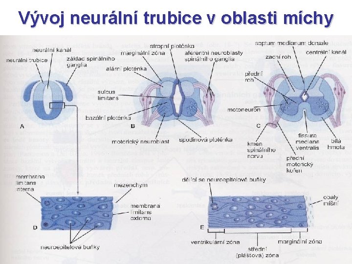 Vývoj neurální trubice v oblasti míchy 