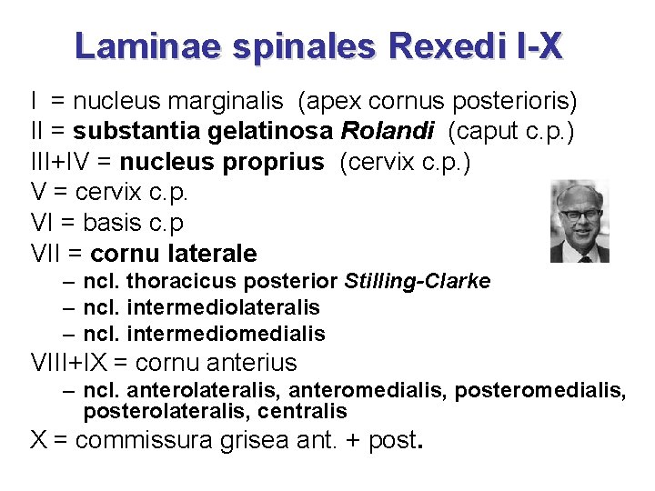 Laminae spinales Rexedi I-X I = nucleus marginalis (apex cornus posterioris) II = substantia