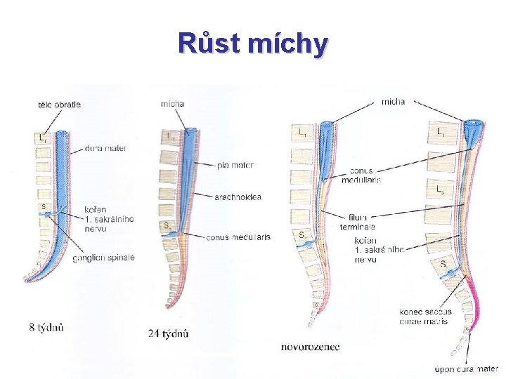 Růst míchy 