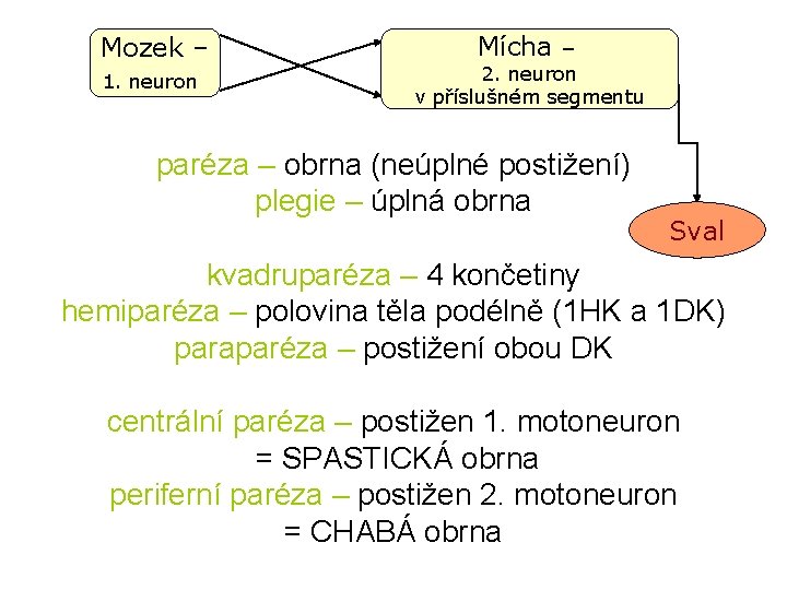 Mozek – 1. neuron Mícha – 2. neuron v příslušném segmentu paréza – obrna