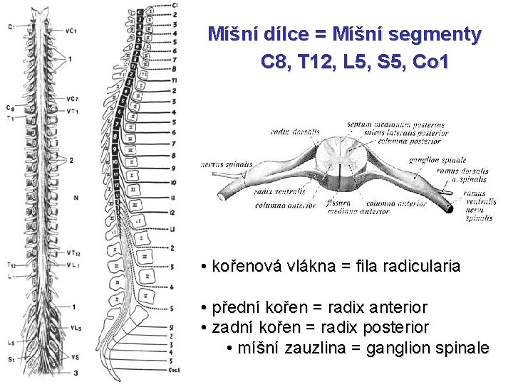 Míšní dílce = Míšní segmenty C 8, T 12, L 5, S 5, Co