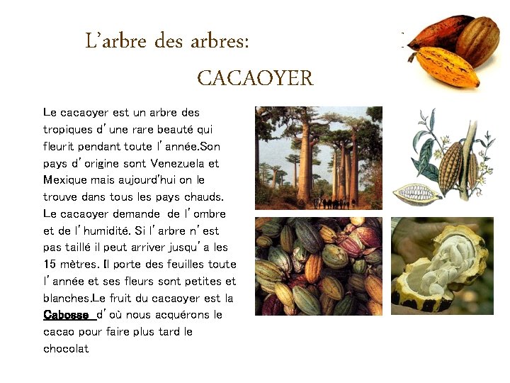 L’arbre des arbres: CACAOYER Le cacaoyer est un arbre des tropiques d’une rare beauté