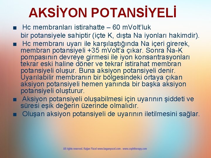 AKSİYON POTANSİYELİ ■ Hc membranları istirahatte – 60 m. Volt’luk bir potansiyele sahiptir (içte