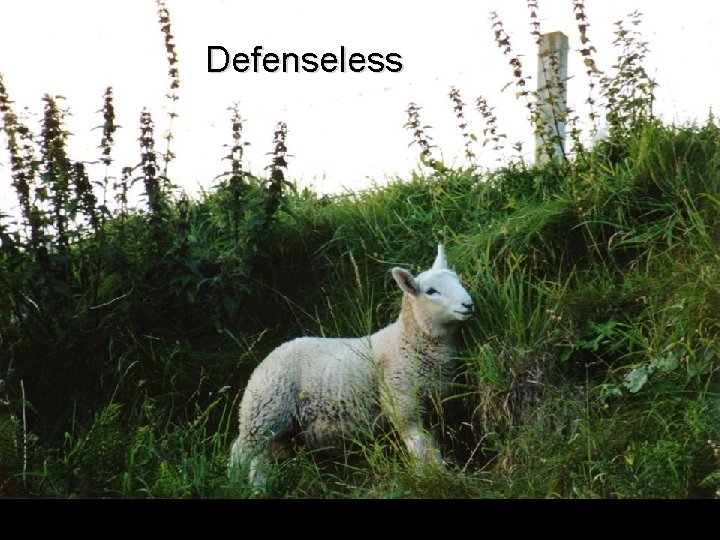 Defenseless 