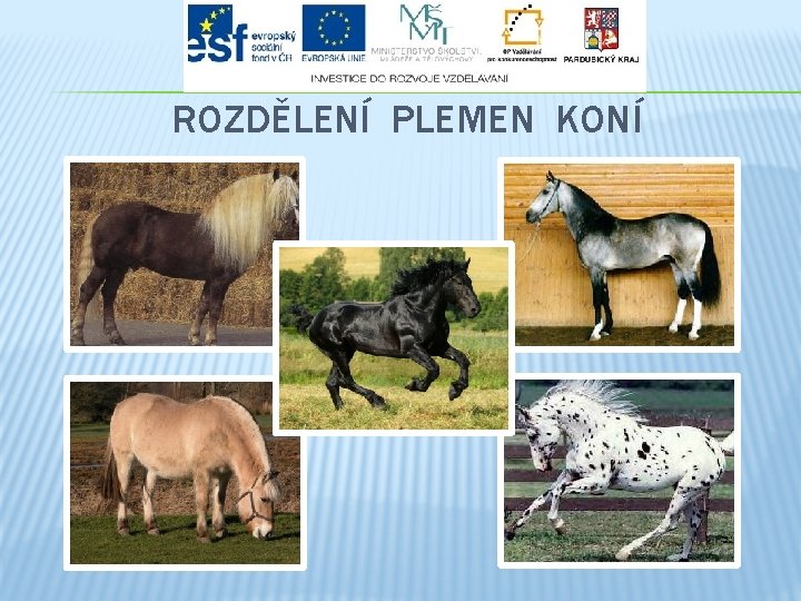 ROZDĚLENÍ PLEMEN KONÍ 