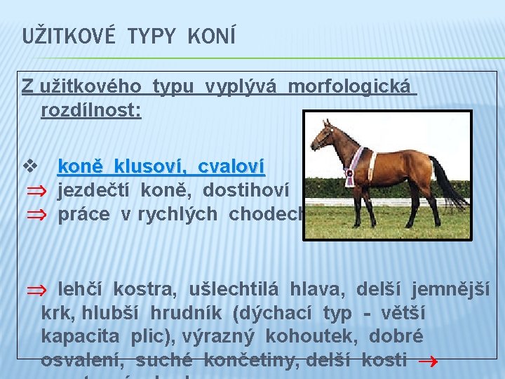 UŽITKOVÉ TYPY KONÍ Z užitkového typu vyplývá morfologická rozdílnost: v koně klusoví, cvaloví jezdečtí