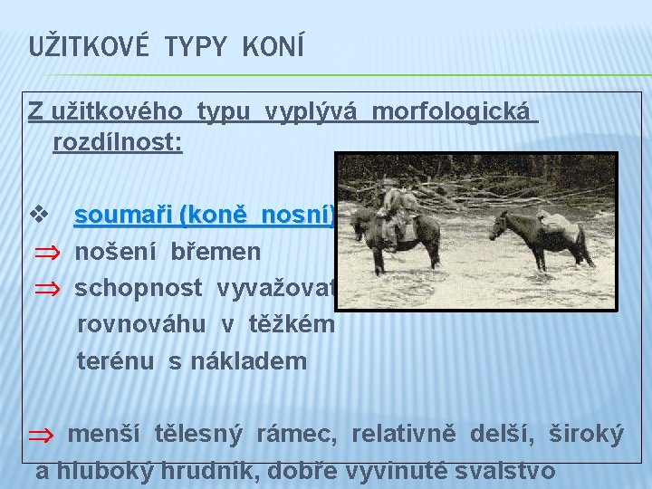 UŽITKOVÉ TYPY KONÍ Z užitkového typu vyplývá morfologická rozdílnost: v soumaři (koně nosní): nošení