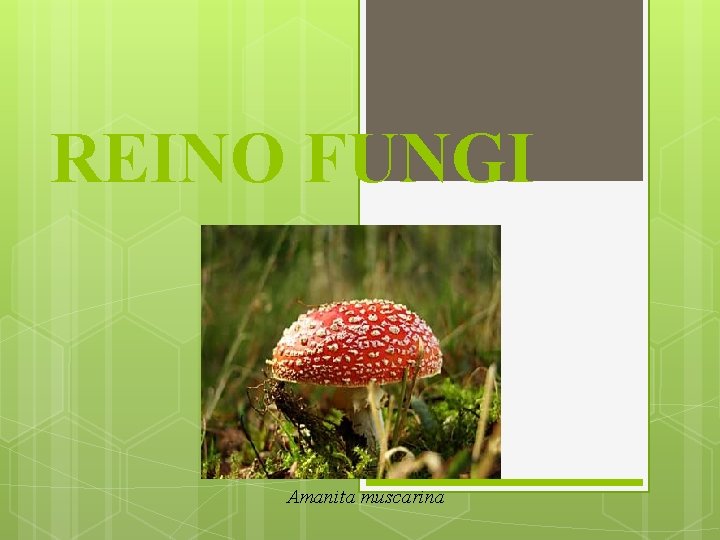 REINO FUNGI Amanita muscarina 