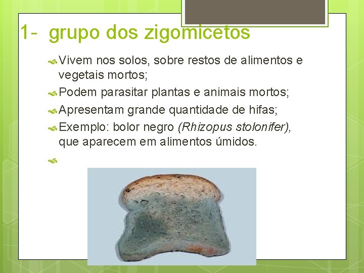 1 - grupo dos zigomicetos Vivem nos solos, sobre restos de alimentos e vegetais