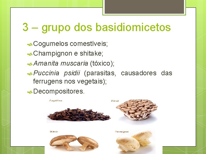 3 – grupo dos basidiomicetos Cogumelos comestíveis; Champignon e shitake; Amanita muscaria (tóxico); Puccinia