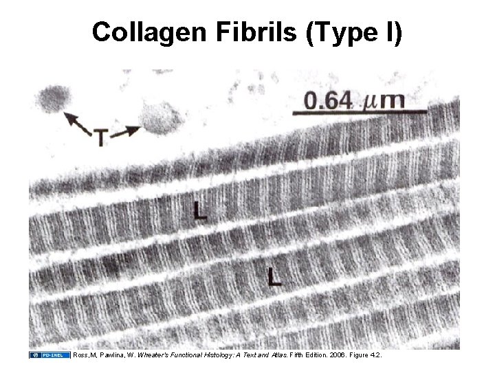 Collagen Fibrils (Type I) Ross, M, Pawlina, W. Wheater’s Functional Histology: A Text and