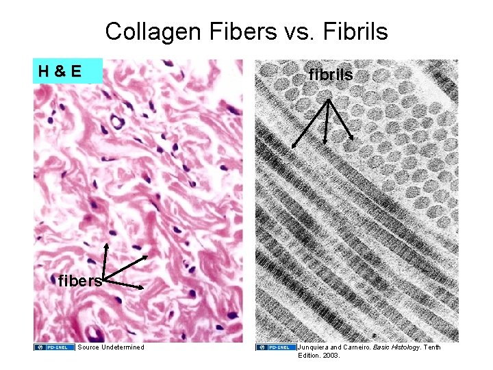 Collagen Fibers vs. Fibrils H&E fibrils fibers Source Undetermined Junquiera and Carneiro. Basic Histology.