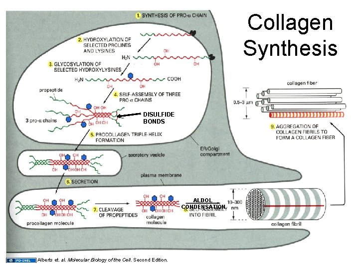 Collagen Synthesis DISULFIDE BONDS ALDOL CONDENSATION Alberts et. al. Molecular Biology of the Cell.