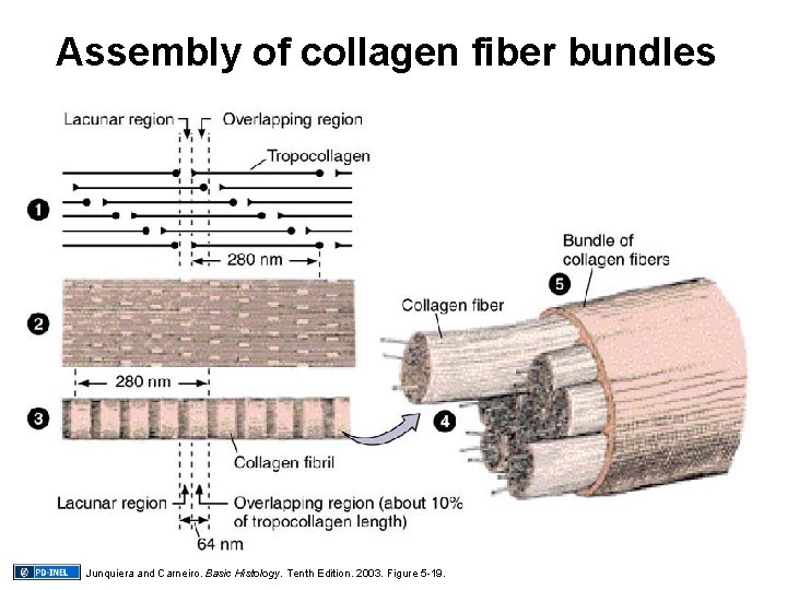 Assembly of collagen fiber bundles Junquiera and Carneiro. Basic Histology. Tenth Edition. 2003. Figure