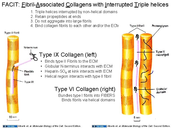 FACIT: Fibril-Associated Collagens with Interrupted Triple helices 1. Triple helices interrupted by non-helical domains