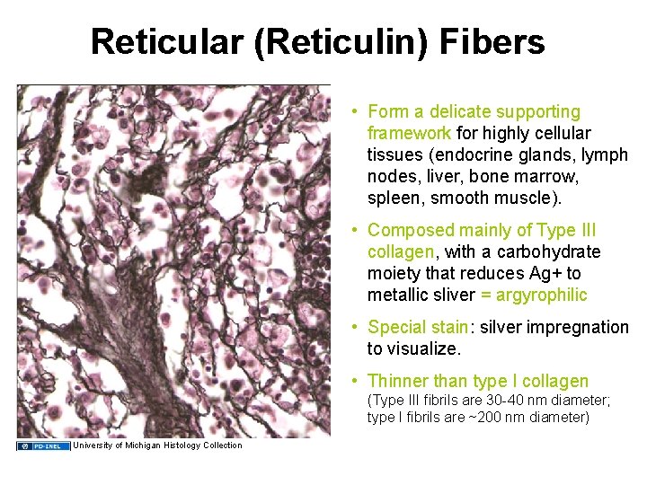 Reticular (Reticulin) Fibers • Form a delicate supporting framework for highly cellular tissues (endocrine