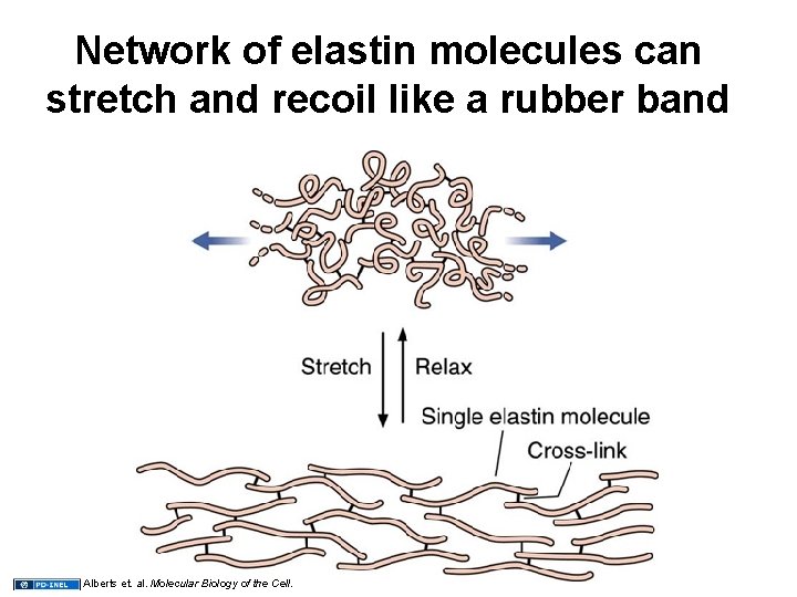Network of elastin molecules can stretch and recoil like a rubber band Alberts et.