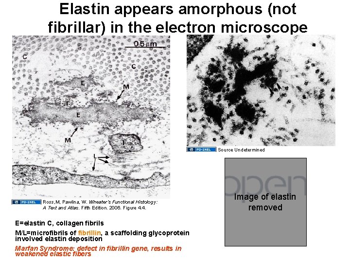 Elastin appears amorphous (not fibrillar) in the electron microscope Source Undetermined Ross, M, Pawlina,