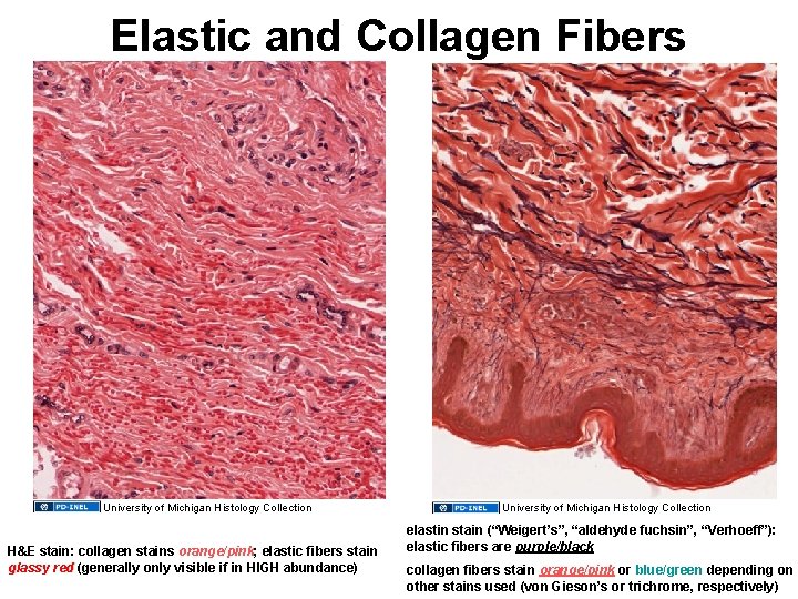 Elastic and Collagen Fibers University of Michigan Histology Collection H&E stain: collagen stains orange/pink;
