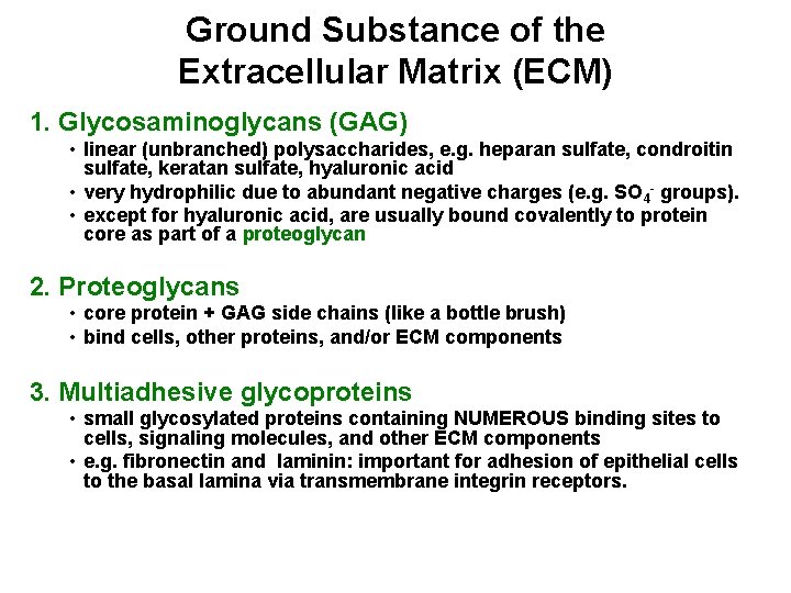 Ground Substance of the Extracellular Matrix (ECM) 1. Glycosaminoglycans (GAG) • linear (unbranched) polysaccharides,