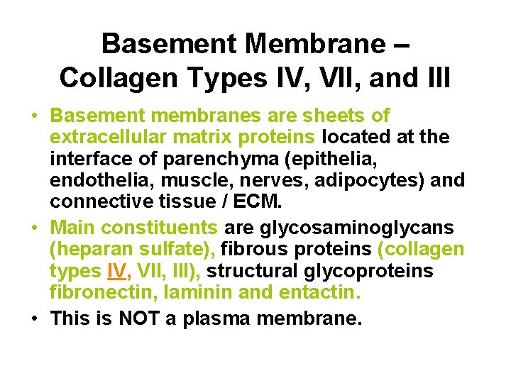 Basement Membrane – Collagen Types IV, VII, and III • Basement membranes are sheets