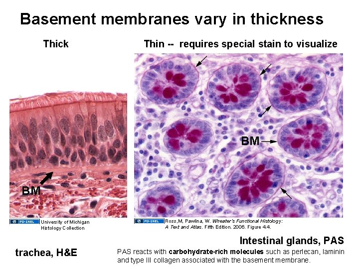 Basement membranes vary in thickness Thick Thin -- requires special stain to visualize BM