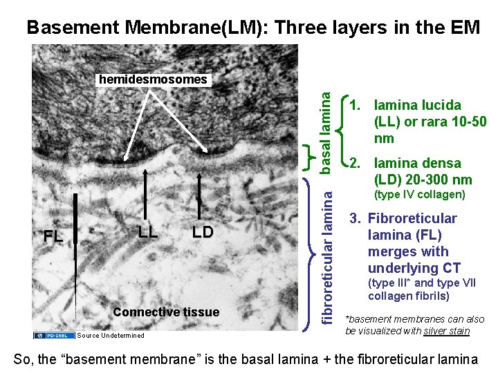Basement Membrane(LM): Three layers in the EM LL LD Connective tissue Source Undetermined basal