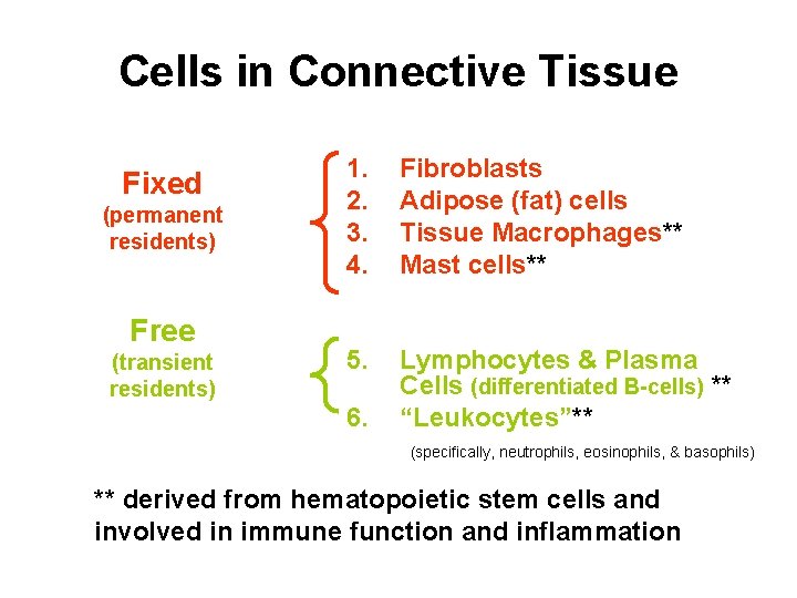 Cells in Connective Tissue Fixed (permanent residents) Free (transient residents) 1. 2. 3. 4.