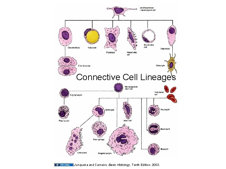 Connective Cell Lineages Junqueira and Carneiro. Basic Histology. Tenth Edition. 2003. 