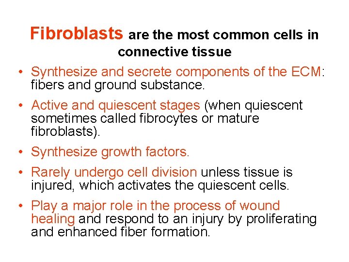 Fibroblasts are the most common cells in • • • connective tissue Synthesize and