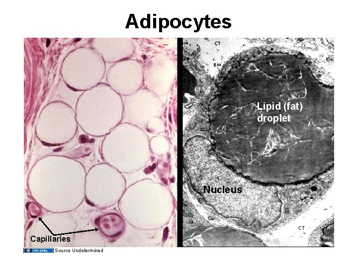 Adipocytes Lipid (fat) droplet Nucleus Capillaries Source Undetermined 