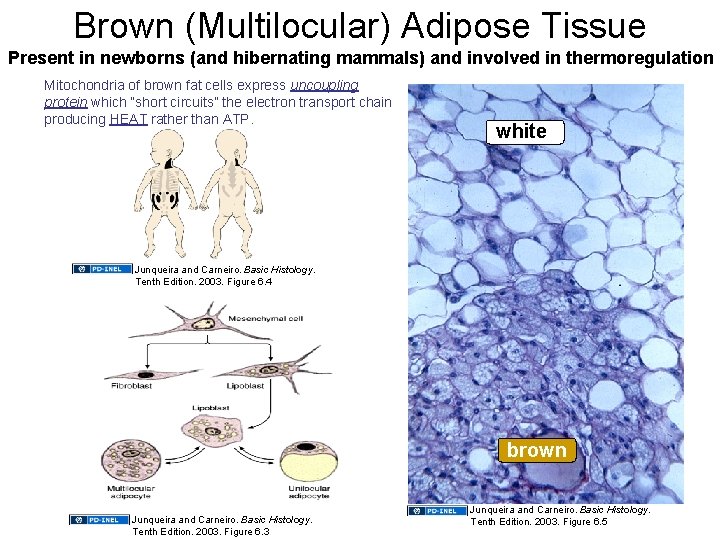 Brown (Multilocular) Adipose Tissue Present in newborns (and hibernating mammals) and involved in thermoregulation
