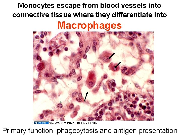 Monocytes escape from blood vessels into connective tissue where they differentiate into Macrophages University
