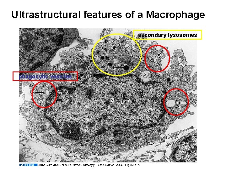 Ultrastructural features of a Macrophage secondary lysosomes phagocytic vesicles Junqueira and Carneiro. Basic Histology.