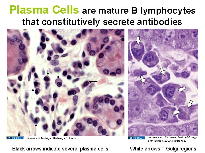 Plasma Cells are mature B lymphocytes that constitutively secrete antibodies University of Michigan Histology