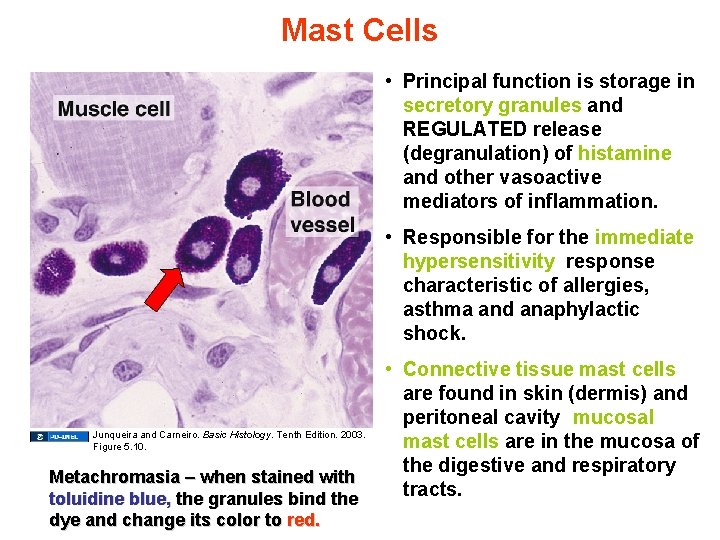 Mast Cells • Principal function is storage in secretory granules and REGULATED release (degranulation)