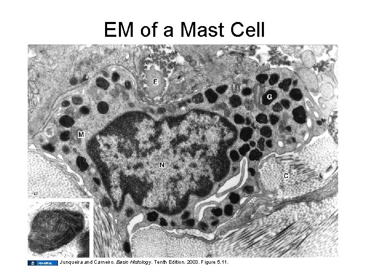 EM of a Mast Cell Junqueira and Carneiro. Basic Histology. Tenth Edition. 2003. Figure